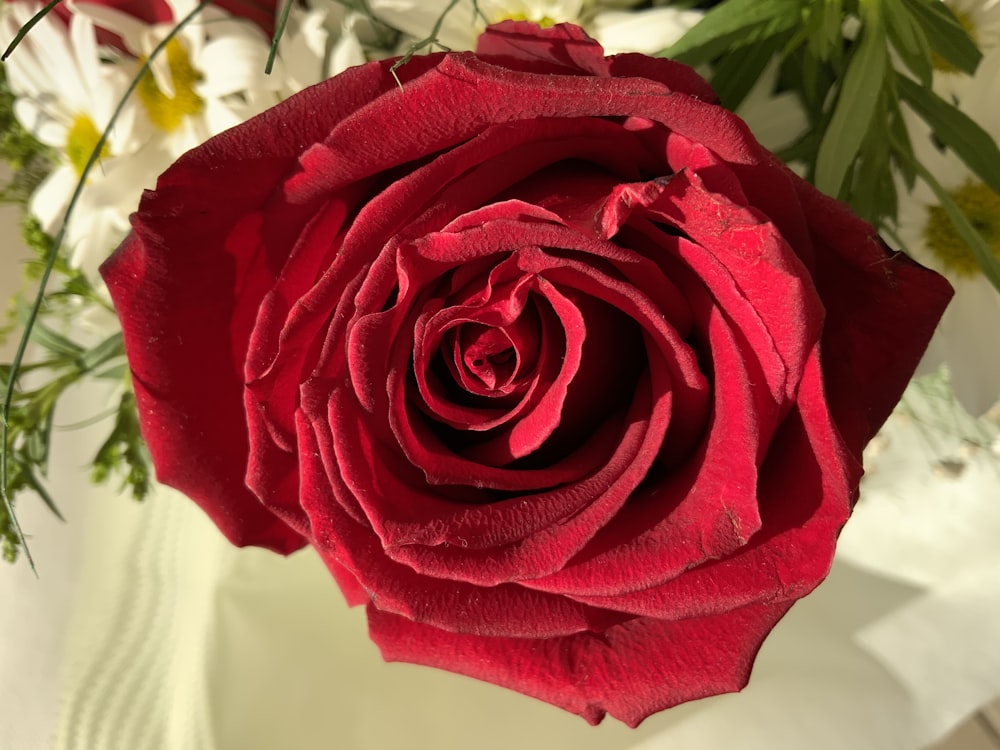 Un primer plano de una rosa roja en un jarrón
