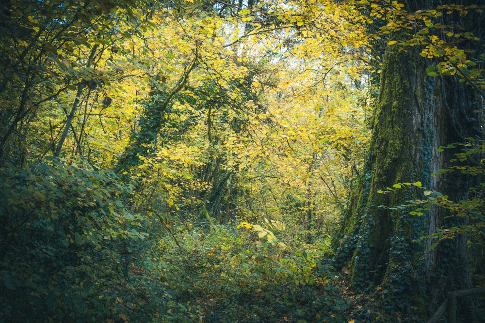 a lush green forest filled with lots of trees