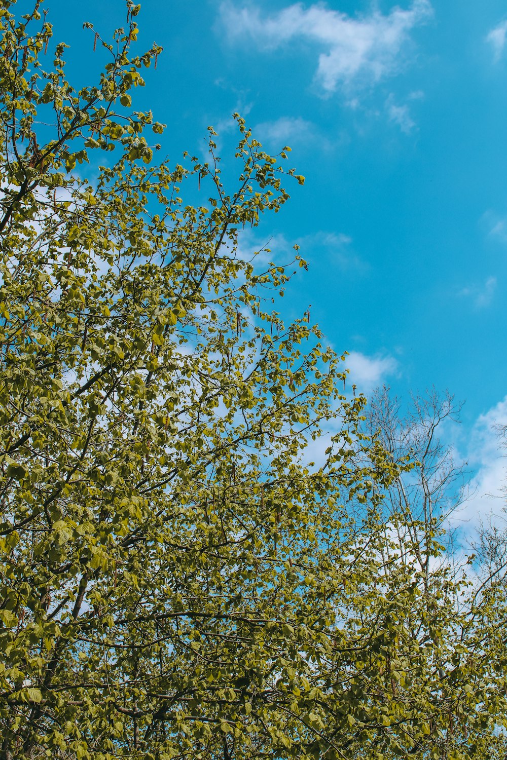 Una torre dell'orologio nel mezzo di un albero