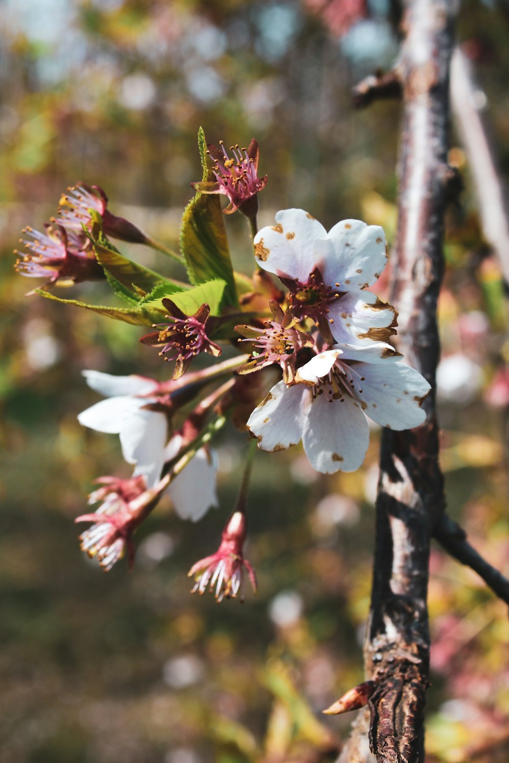 a close up of a flower on a tree