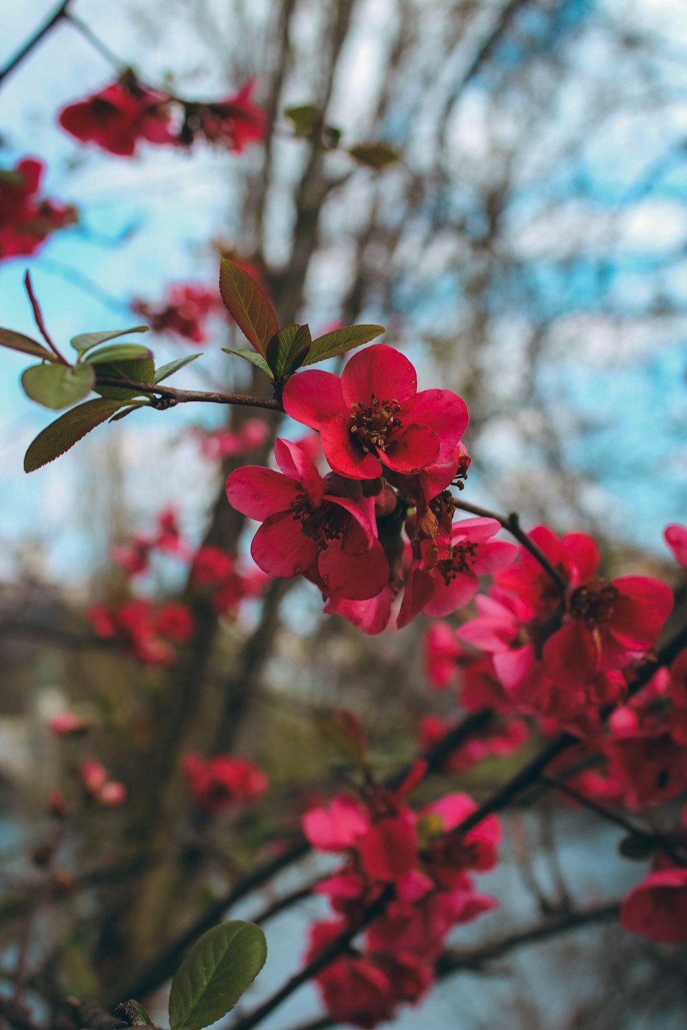 a branch with red flowers and green leaves