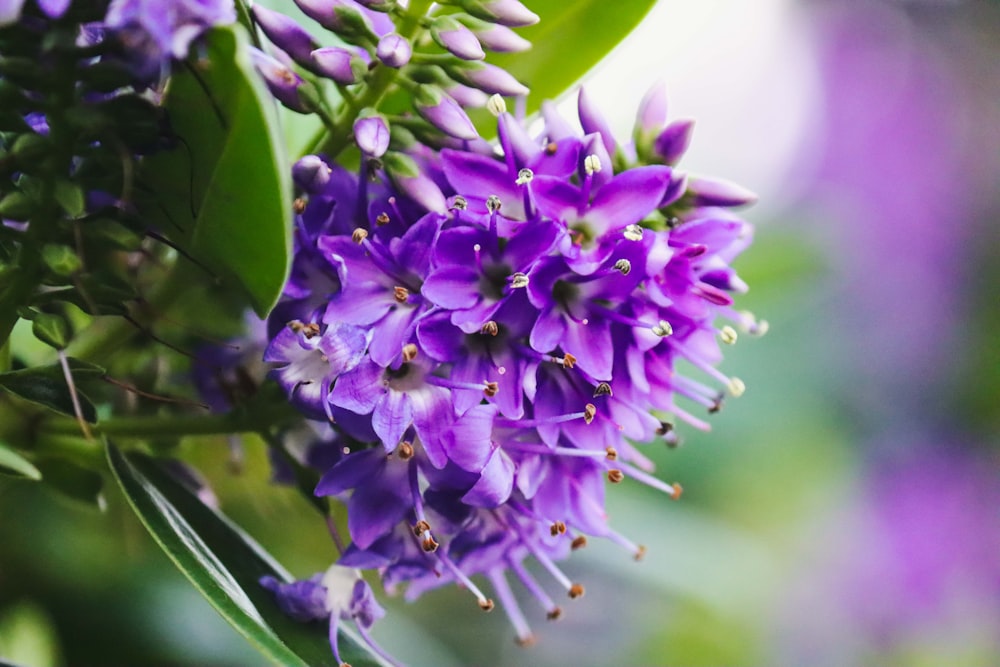 a close up of a purple flower with green leaves