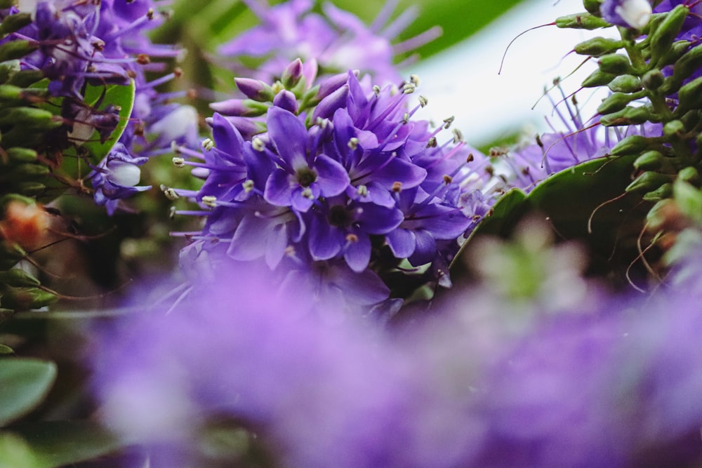 a close up of purple flowers with green leaves