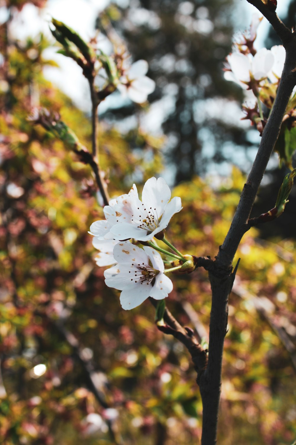 a white flower on a tree branch in front of some trees