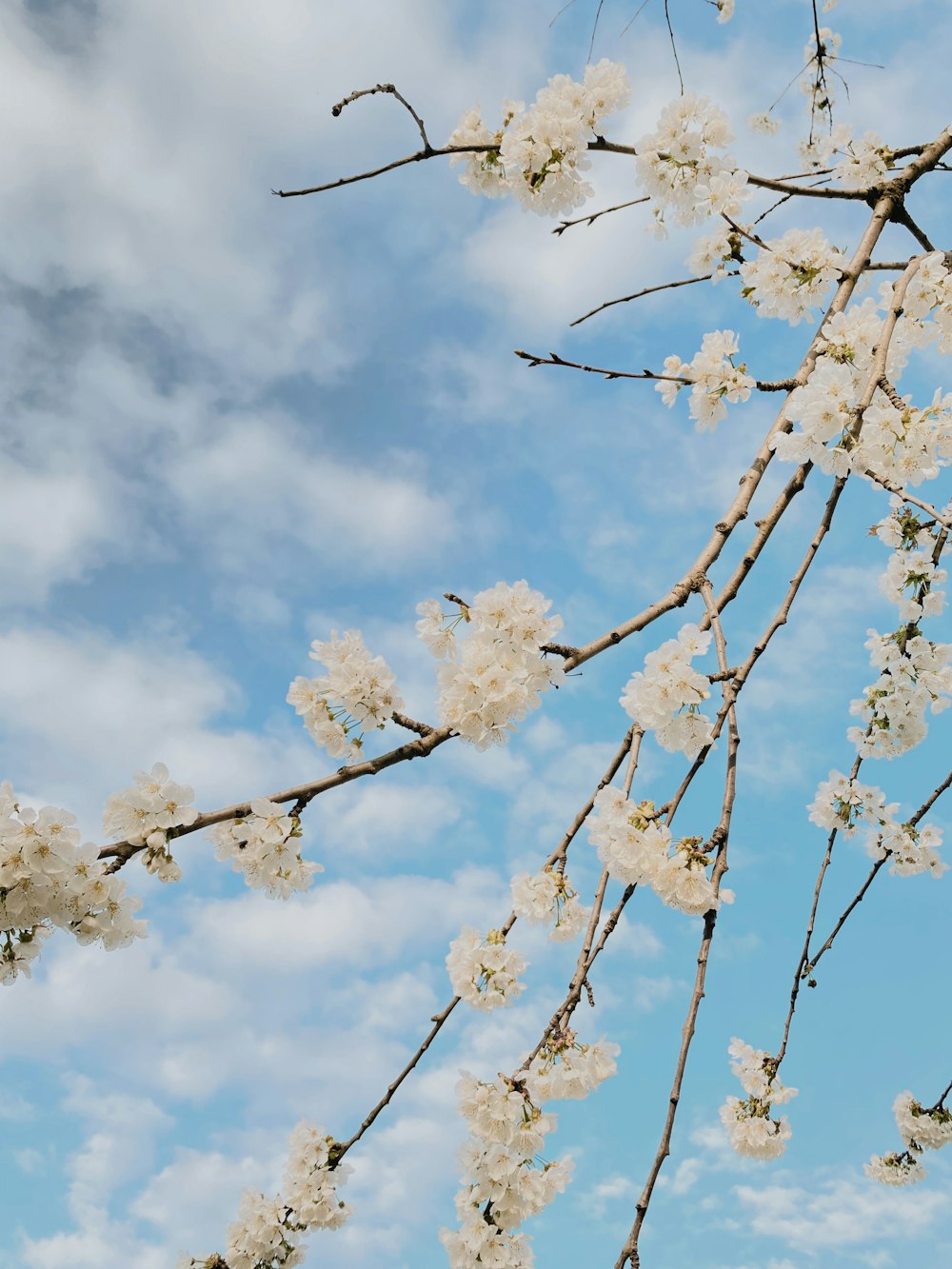 a tree branch with white flowers in front of a blue sky