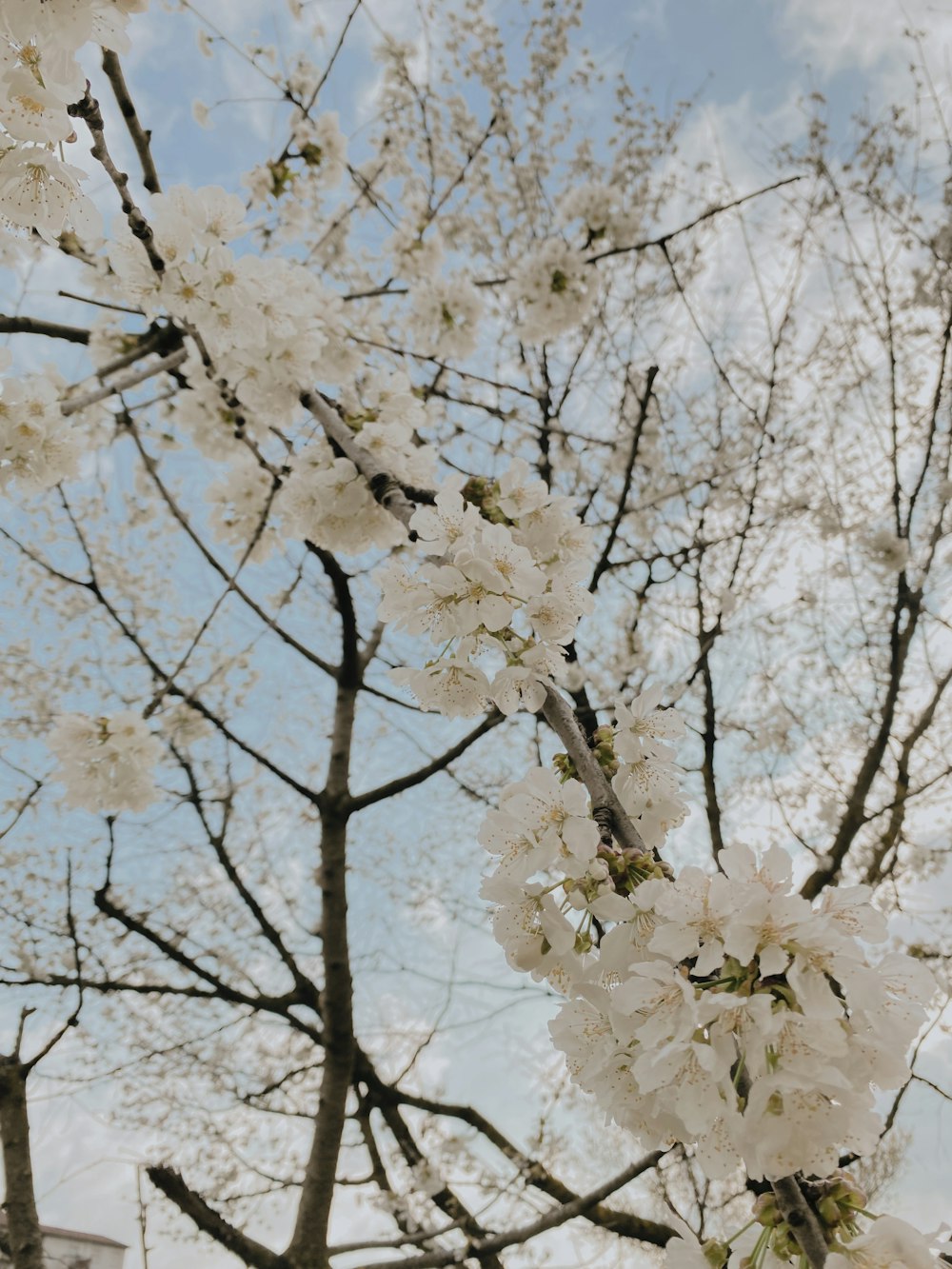 a tree with lots of white flowers on it