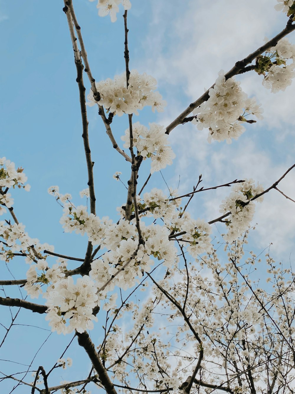 a tree with white flowers in front of a blue sky