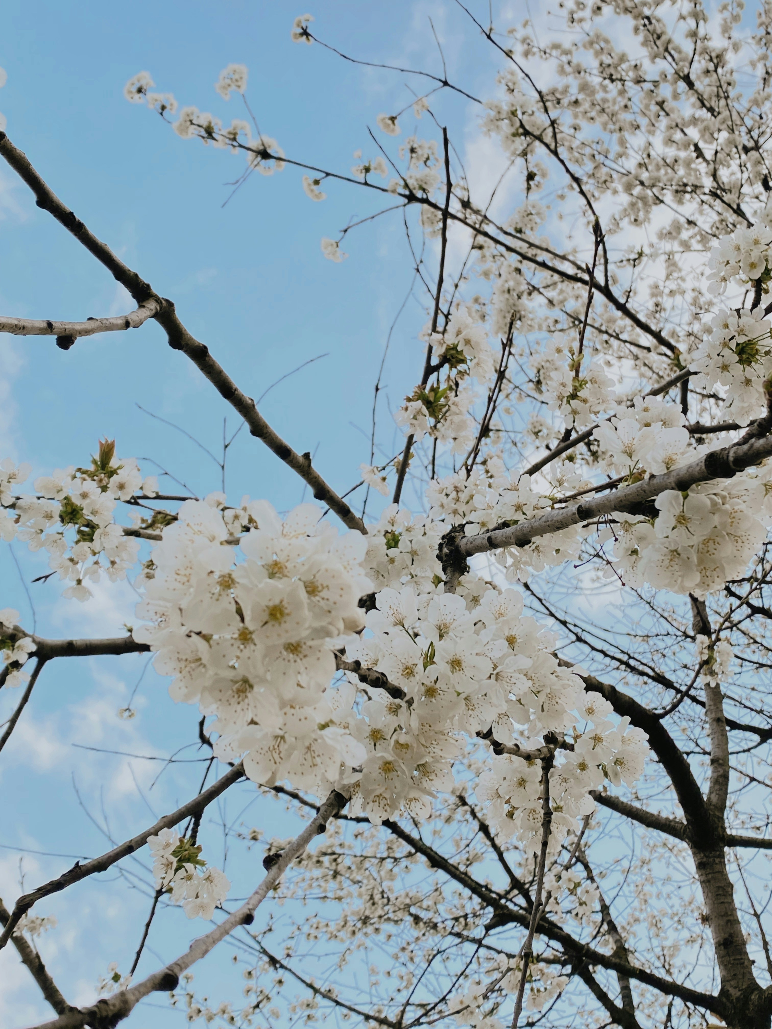 uma árvore com flores brancas na frente de um céu azul