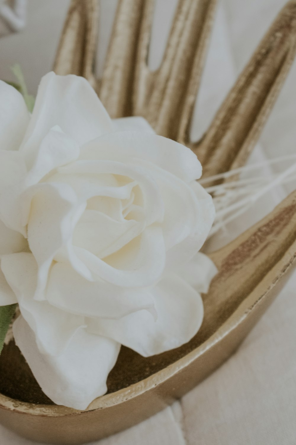 a close up of a flower in a vase