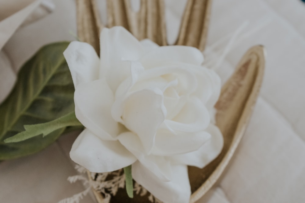 a white flower sitting on top of a table