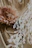 Close-up of delicate dried herbs and flowers arranged with celestial sun and star motifs on a muted gold background.