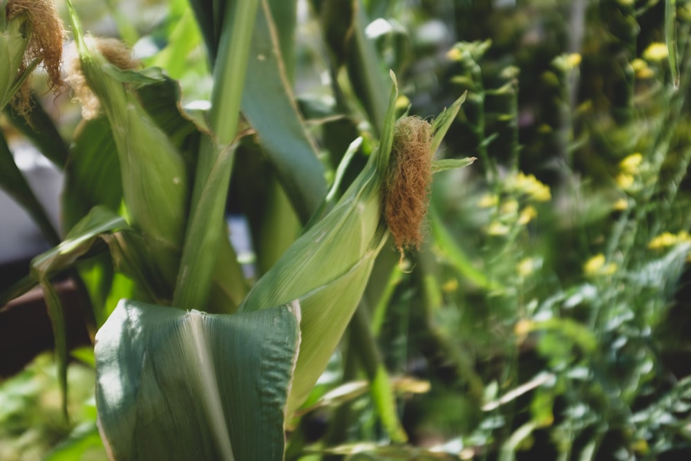 un gros plan d’un plant de maïs avec beaucoup de feuilles