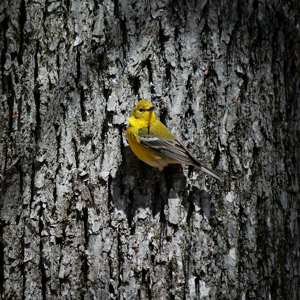 a small yellow bird perched on the bark of a tree