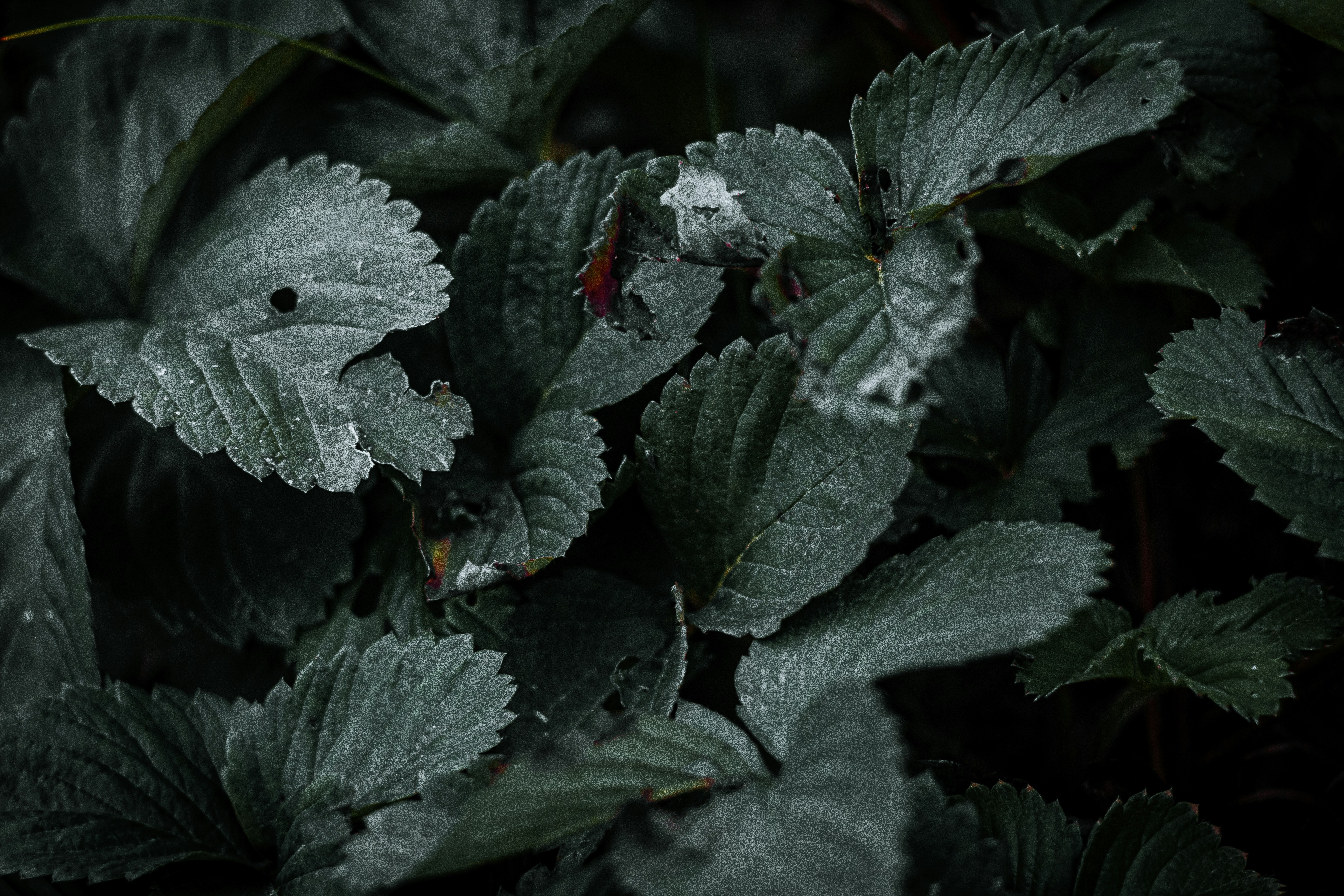 Photo by root_br