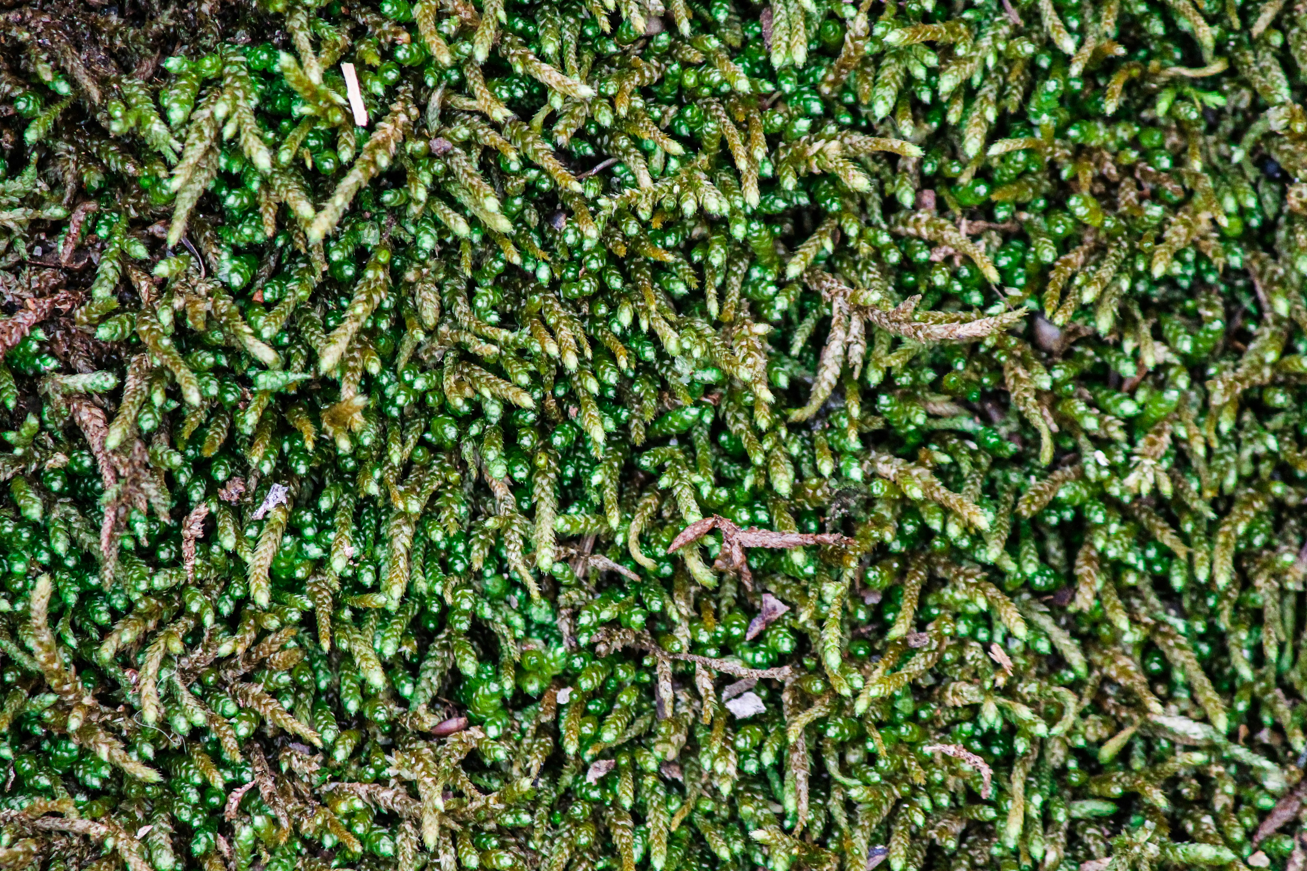 Photo by nick_kissam