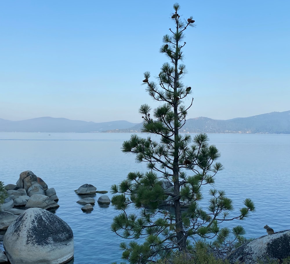 a lone pine tree on the shore of a lake