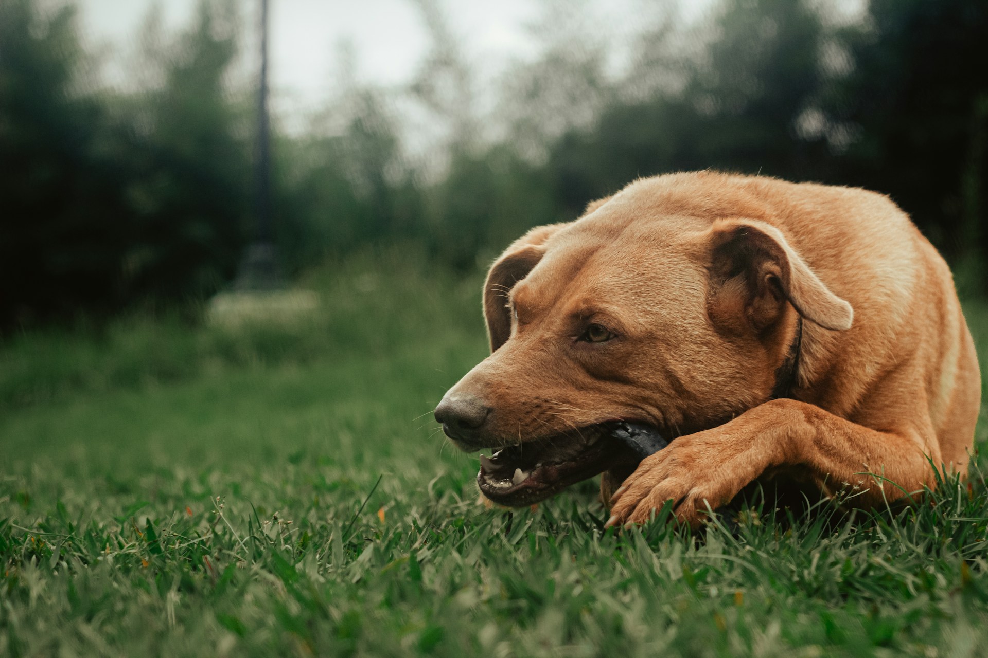 a brown dog laying on top of a lush green field
