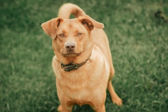a brown dog standing on top of a lush green field