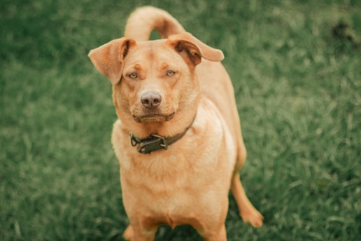 a brown dog standing on top of a lush green field