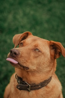 A brown dog with an attentive expression and a slightly protruding tongue is looking upwards. It wears a dark collar with metallic details and is set against a blurred green background, likely grass.
