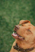 Close-up of a dog with a vibrant, hand-stitched collar smiling outdoors.
