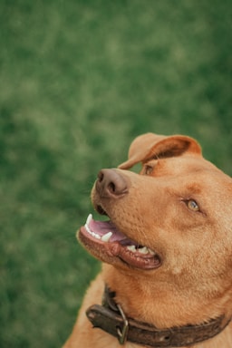 a close up of a dog on a field of grass