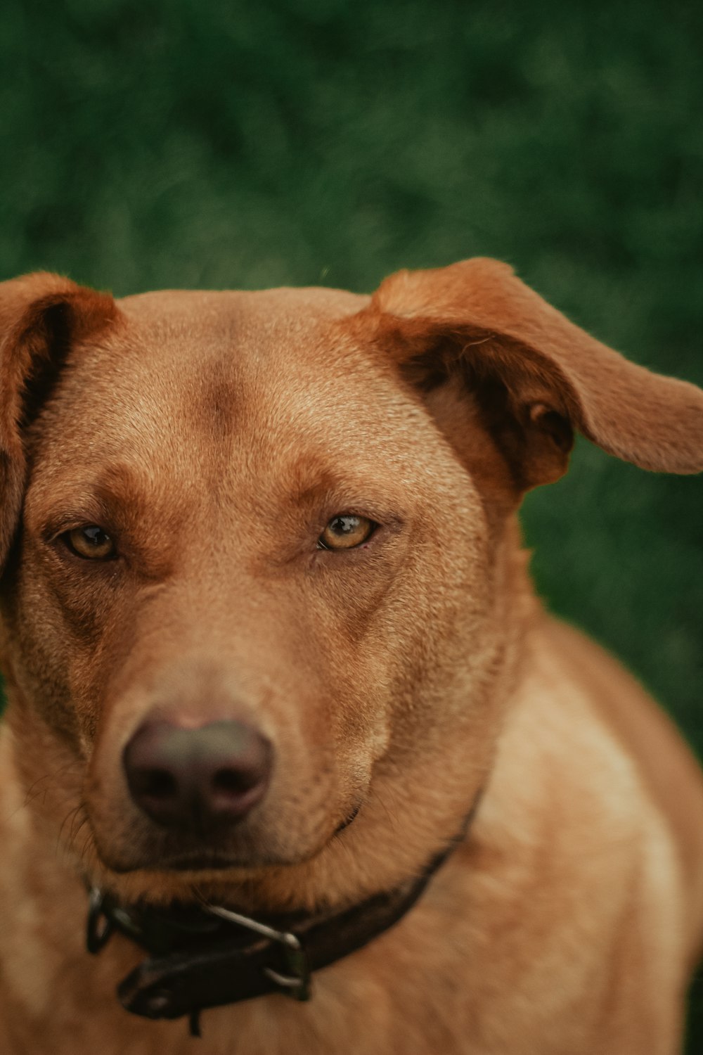 a close up of a brown dog with a black collar