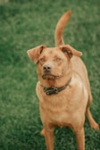 A brown dog with a black collar stands attentively on a patch of lush, green grass. Its ears are perked up and tail curled, conveying alertness and curiosity.