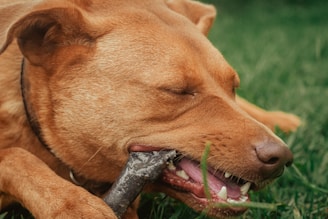 a brown dog laying on top of a lush green field