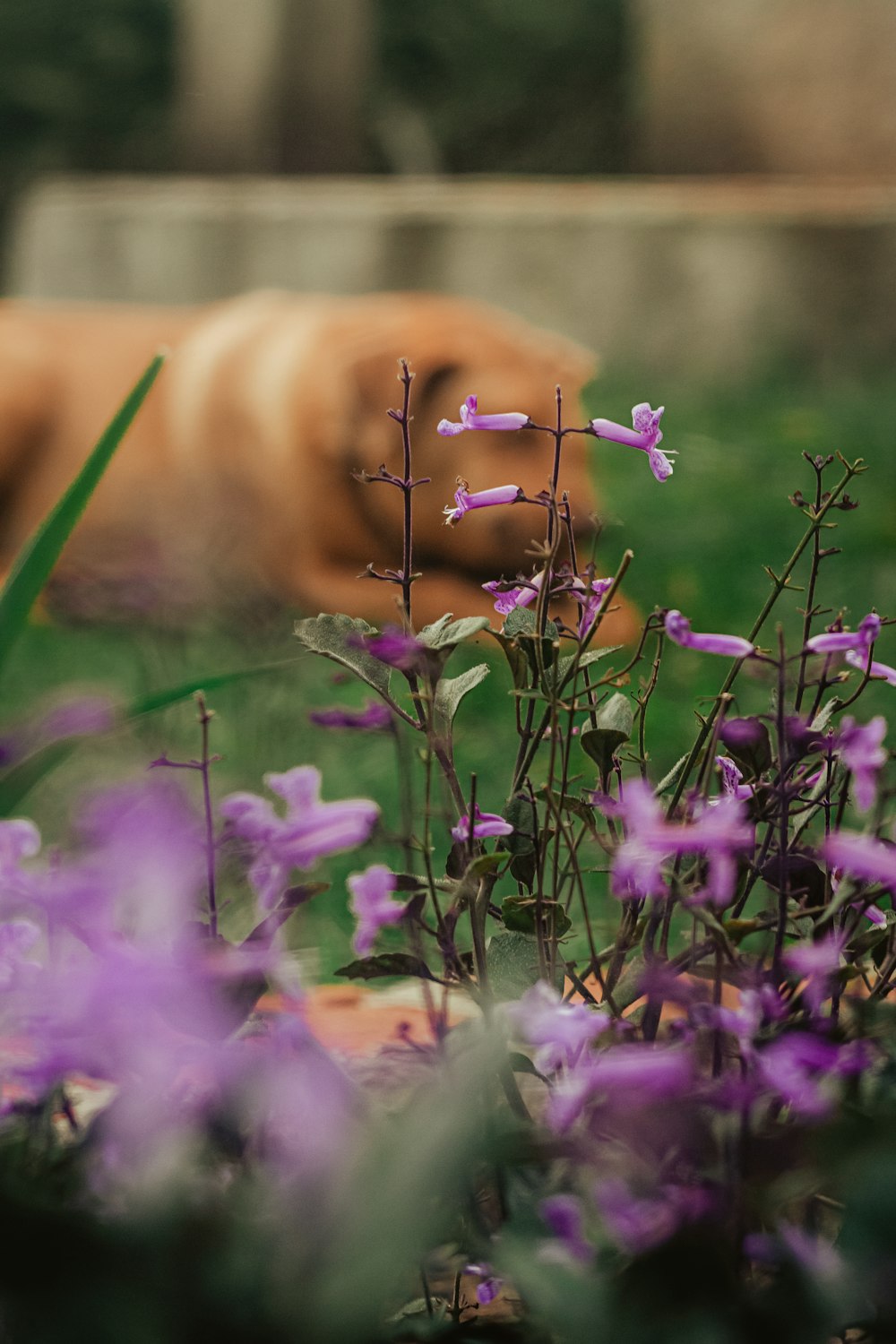 a dog laying down in a field of purple flowers