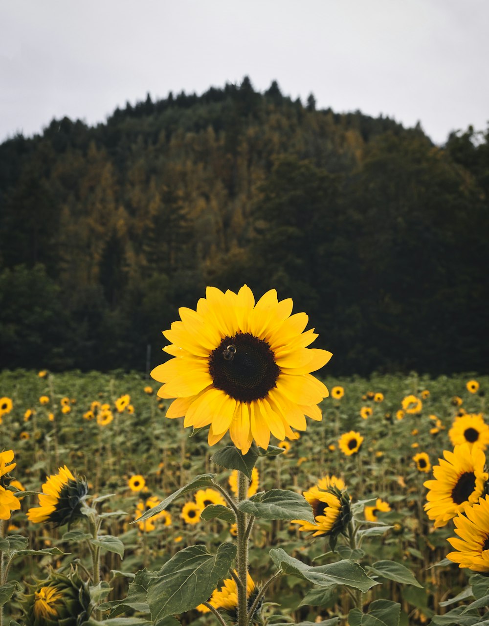 a field of sunflowers with a mountain in the background