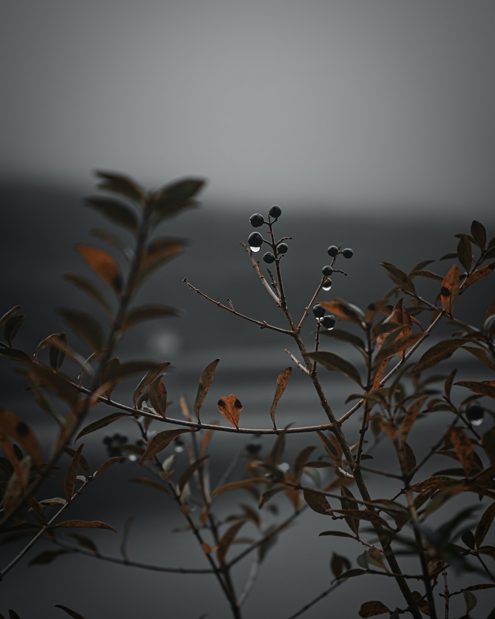 a black and white photo of a plant with water in the background