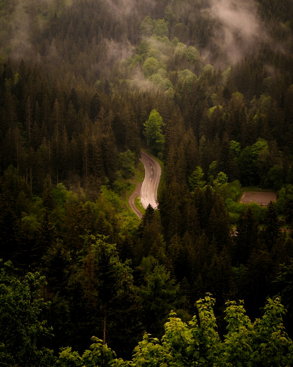 a road in the middle of a forest