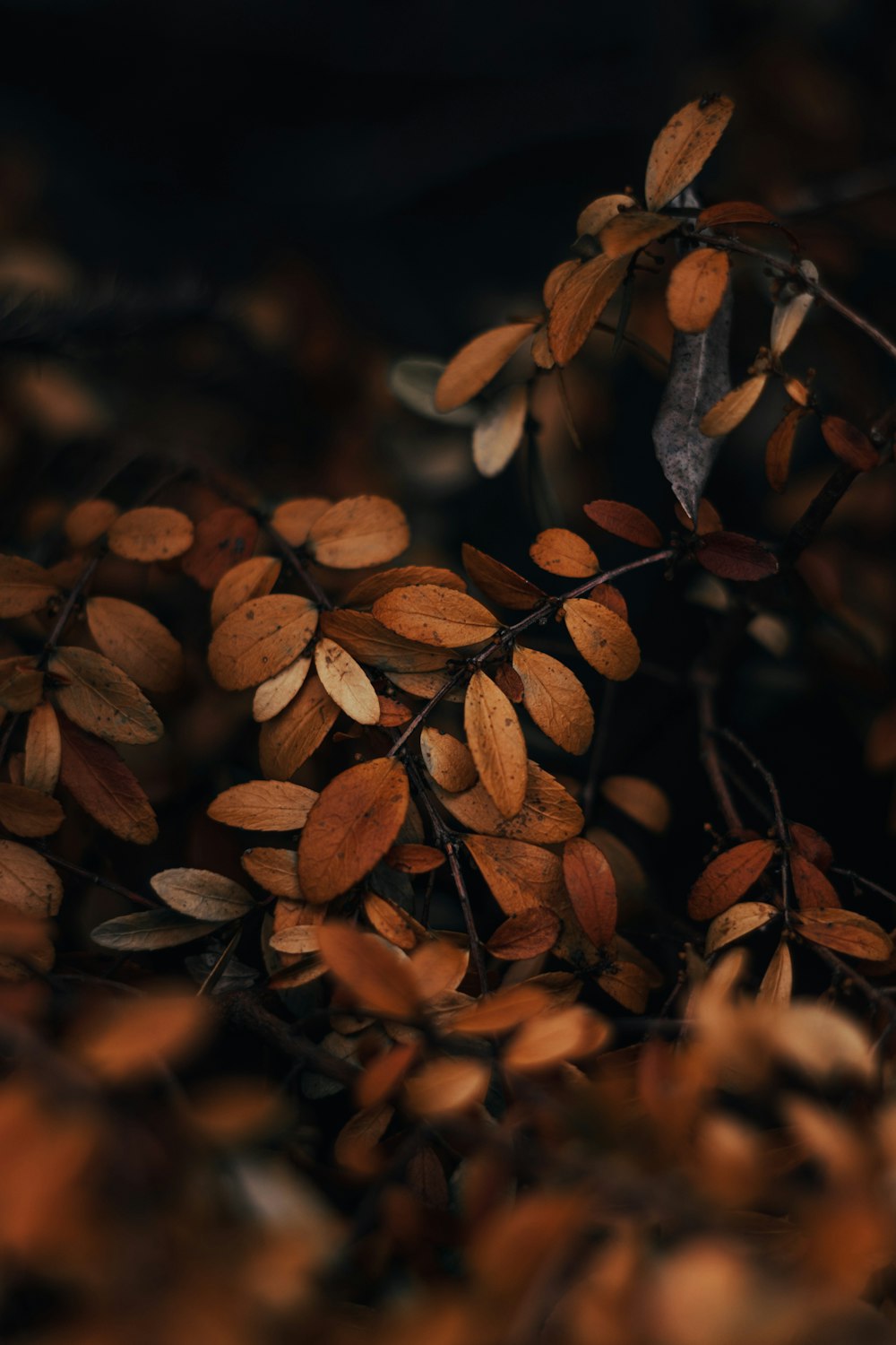 a bunch of leaves that are on a branch