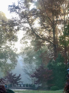A serene outdoor Tai Chi session with gentle morning light filtering through trees.