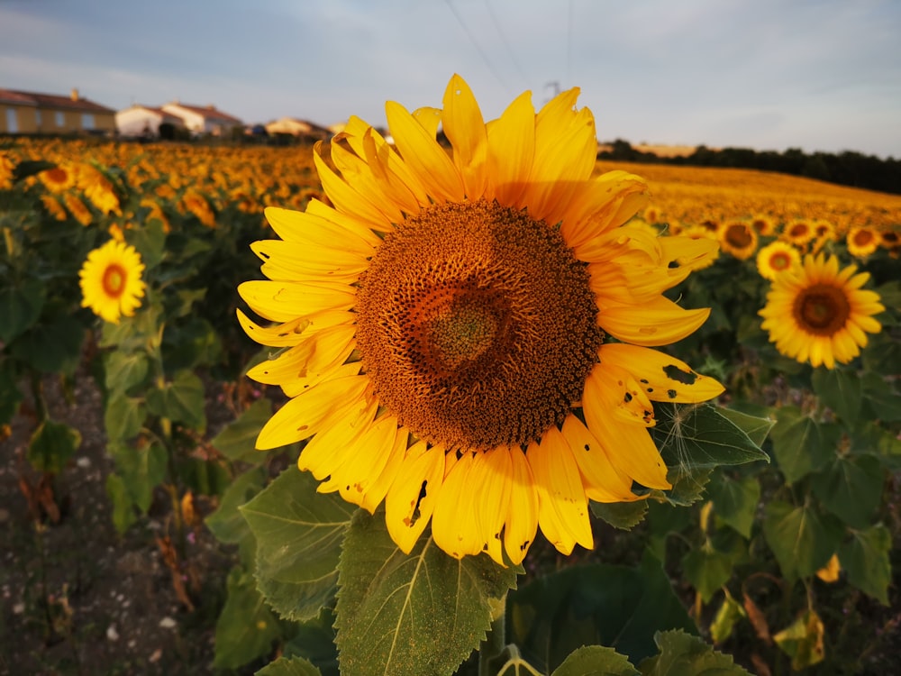 a large sunflower in a field of sunflowers