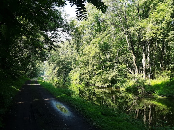 a narrow road surrounded by trees and water