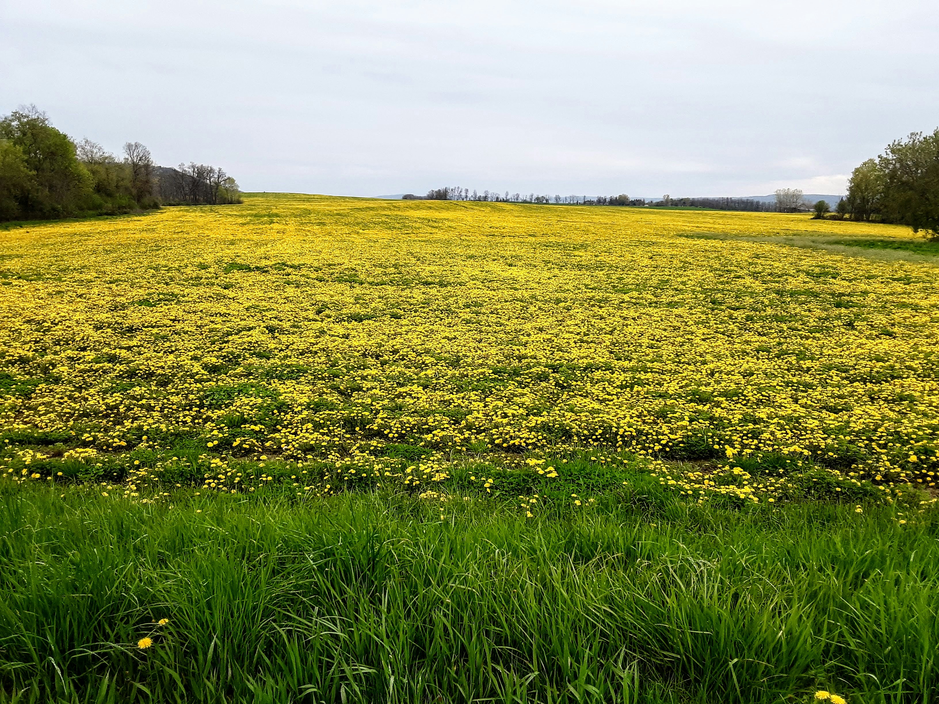 a field full of yellow flowers and green grass