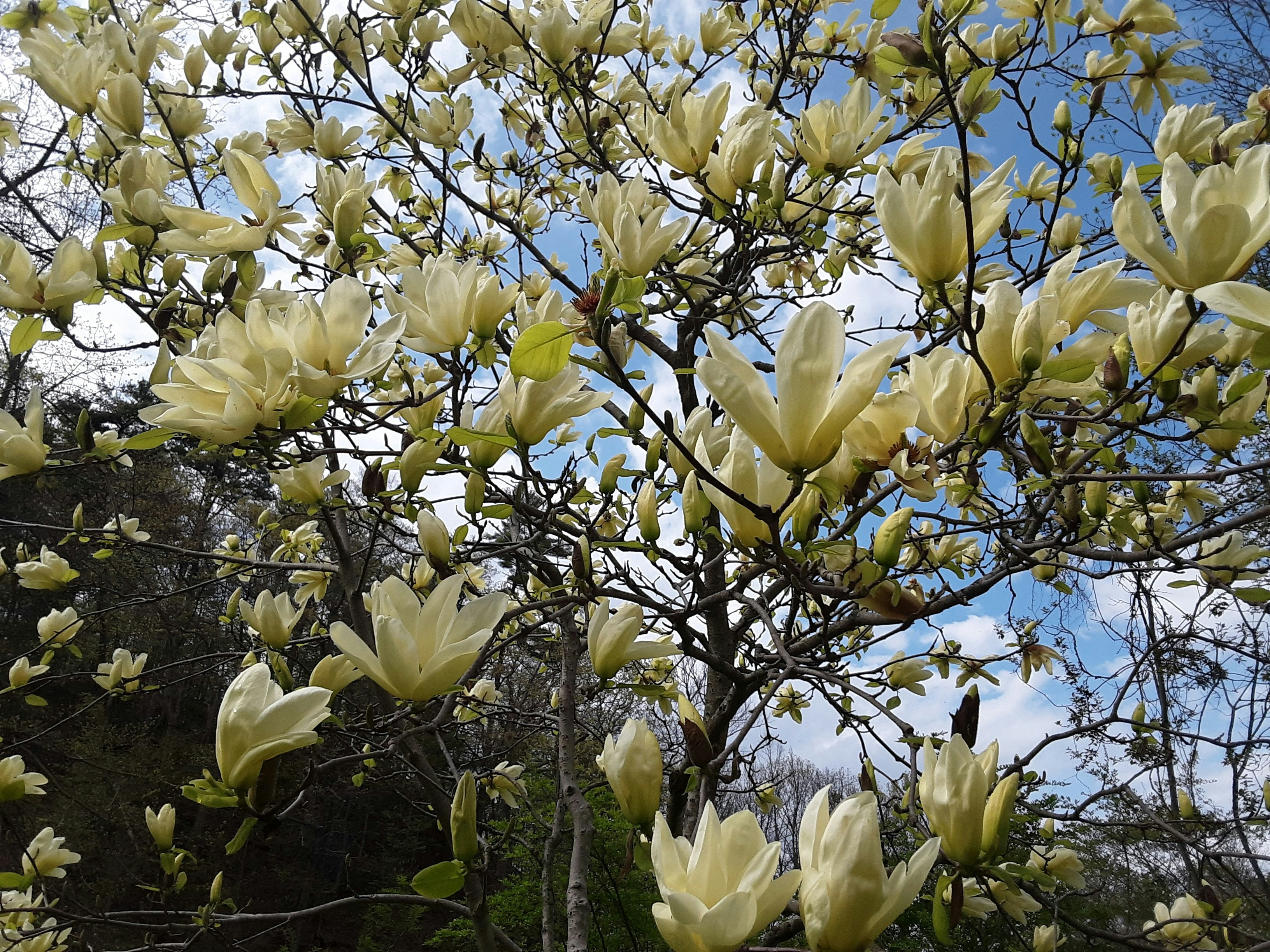 Un arbre aux fleurs blanches dans un parc photo – Image gratuite de Magnolia  sur Unsplash, image size:3000x2250