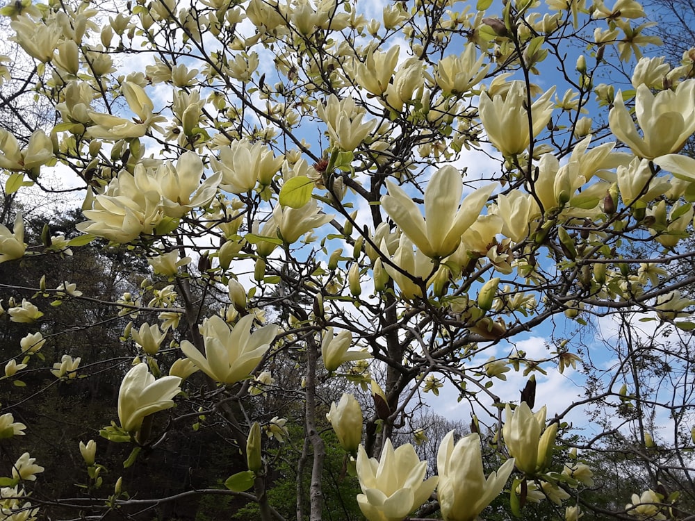 a tree with white flowers in a park