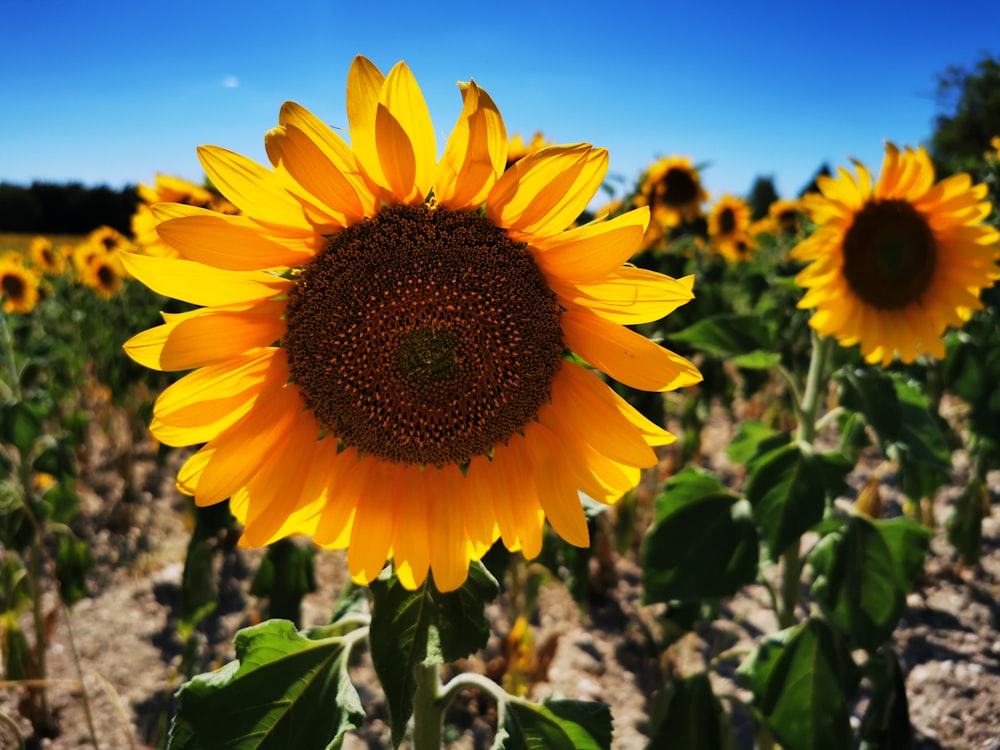 a field of sunflowers with a blue sky in the background