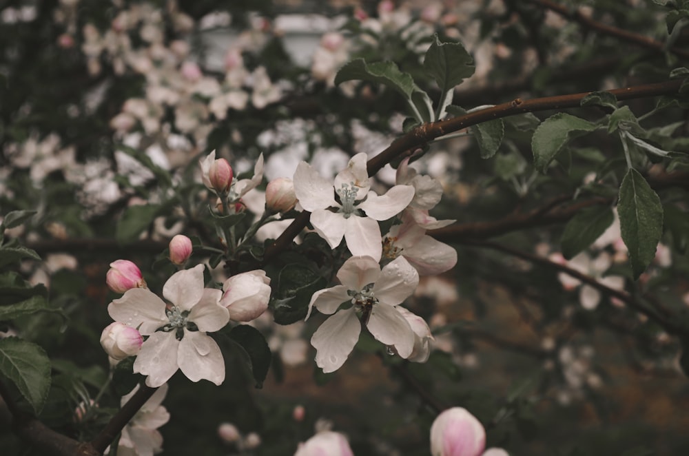 a bunch of flowers that are on a tree