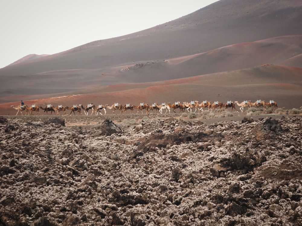 a herd of animals walking across a dry grass covered field