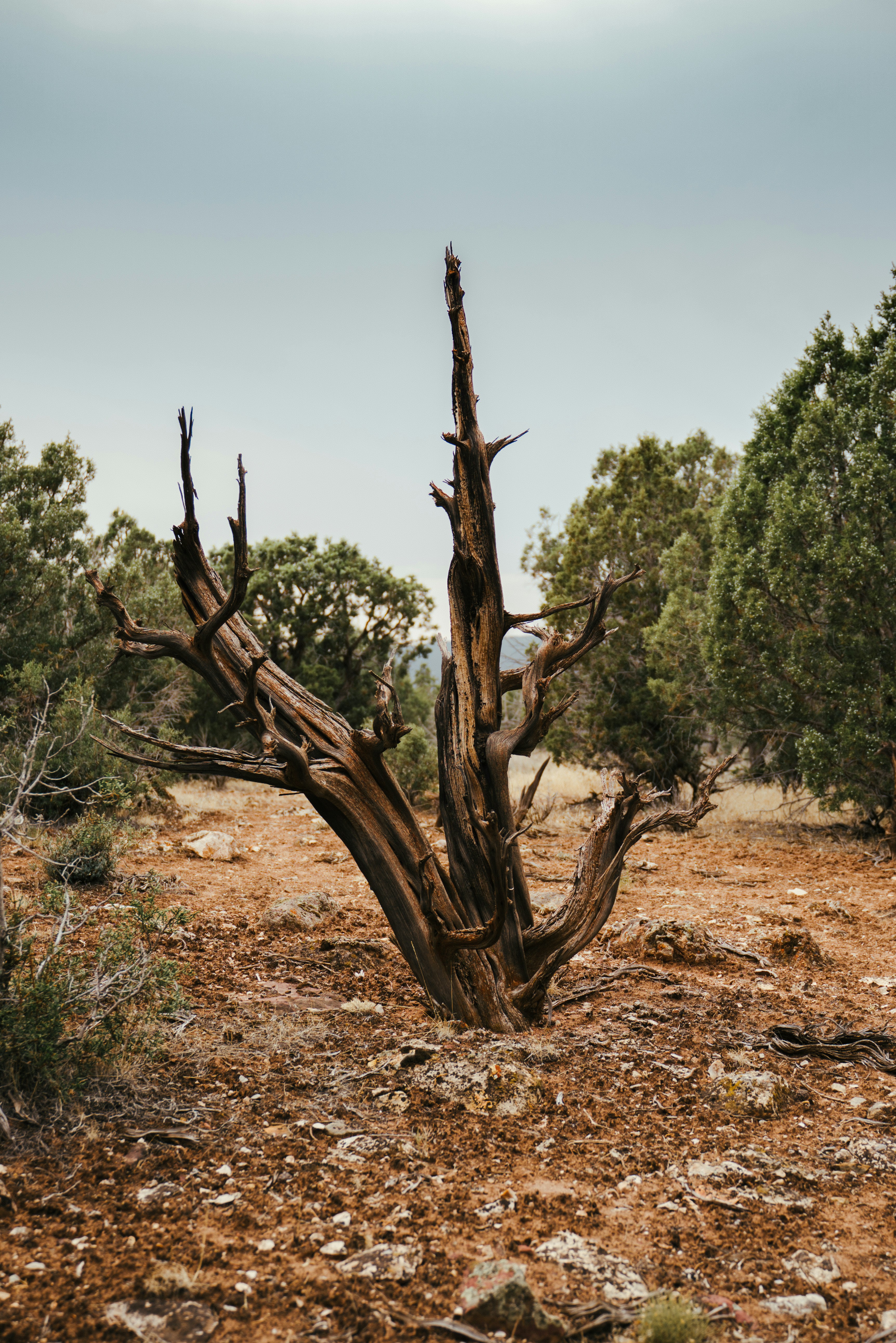 a dead tree in the middle of a field