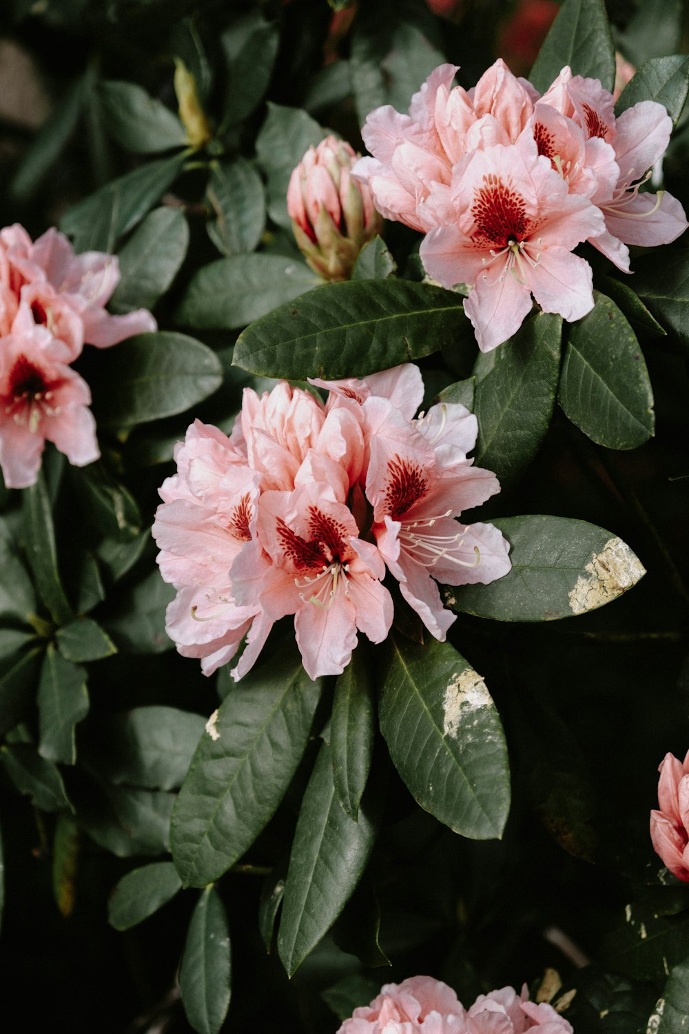 a group of pink flowers with green leaves