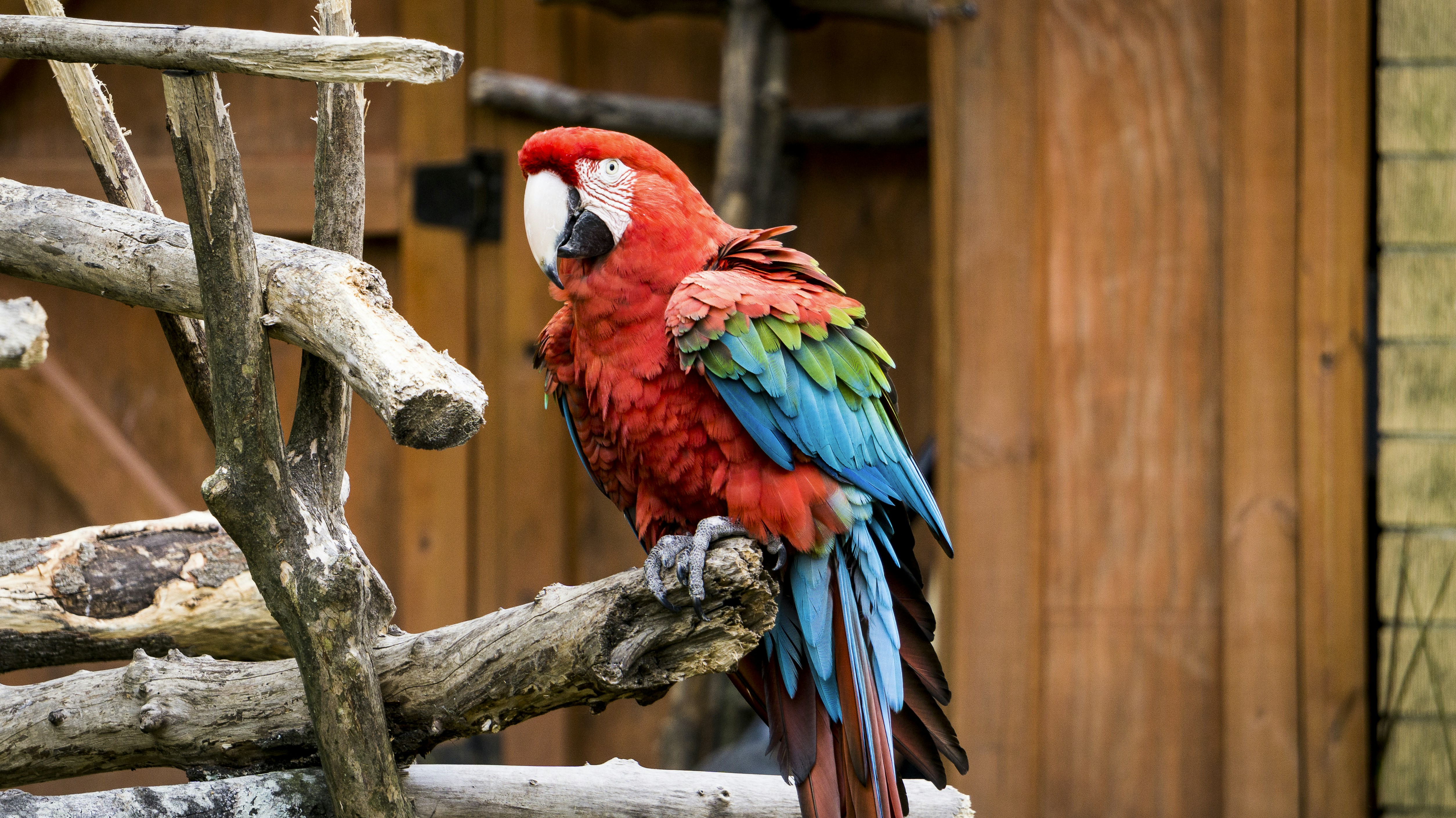 a colorful parrot perched on top of a tree branch