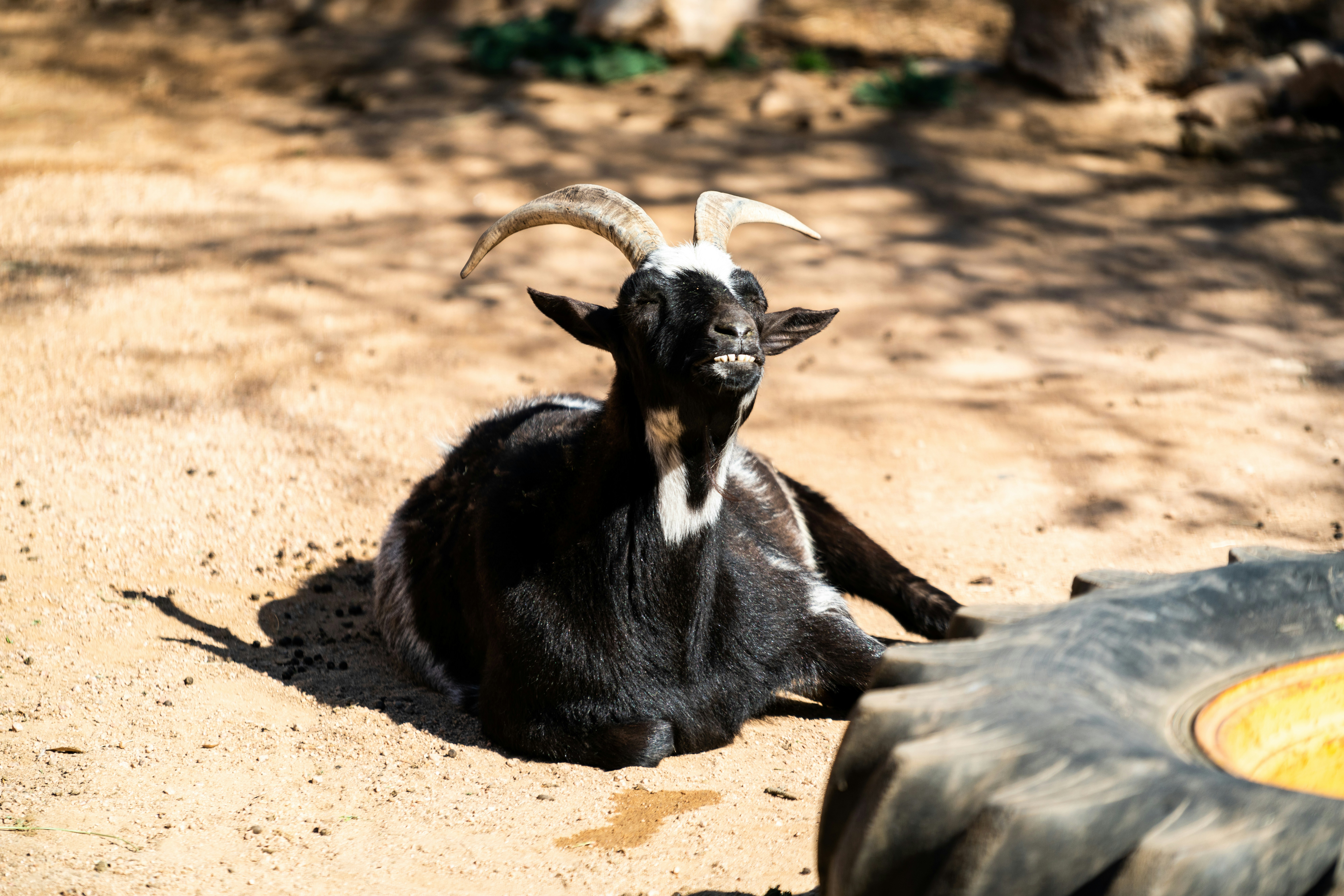a goat laying on the ground next to a tire