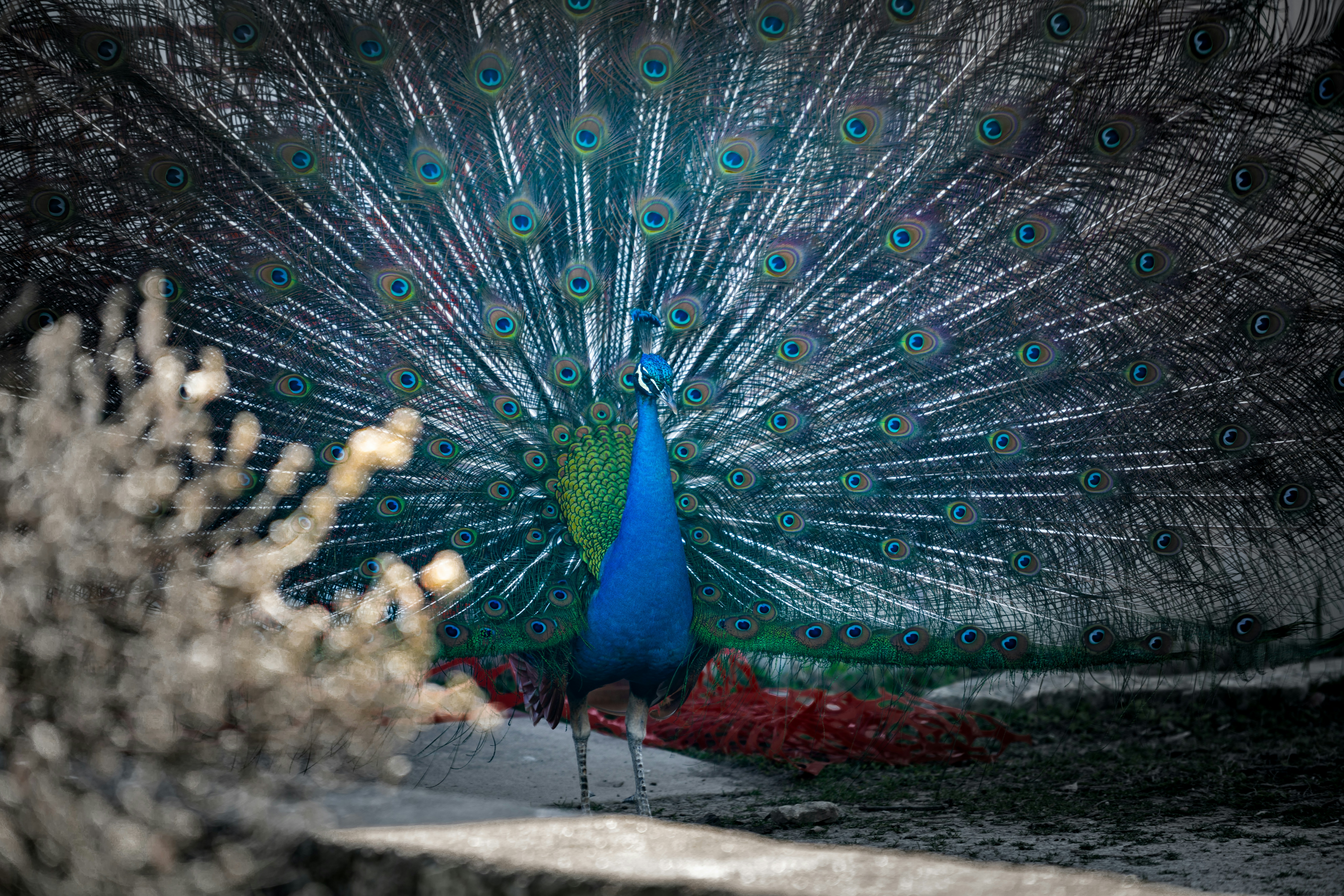 a peacock with its feathers spread out