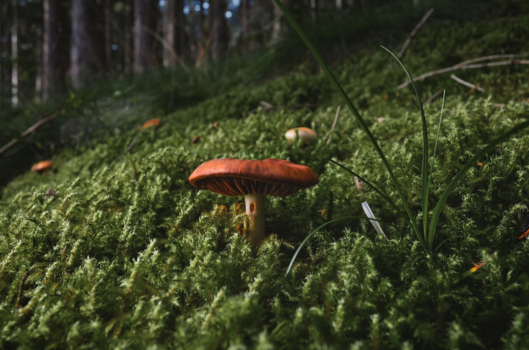 a red mushroom sitting on top of a lush green hillside