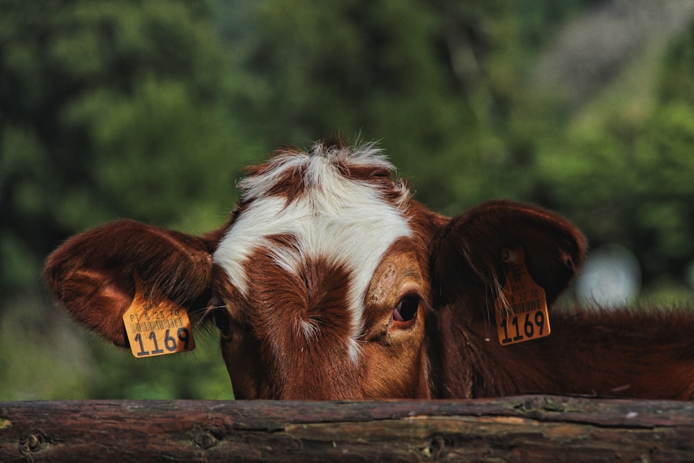 a brown and white cow with tags on it's ears